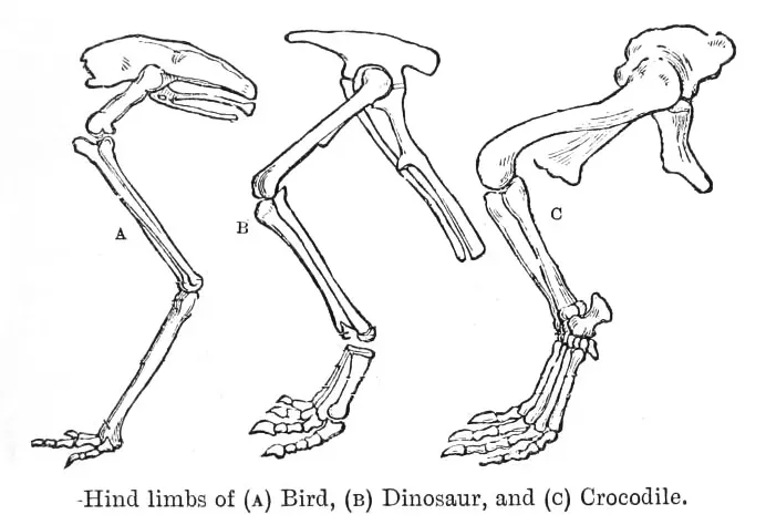 The Hip Revolution That Changed Everything (Image Credits: Wikimedia)
