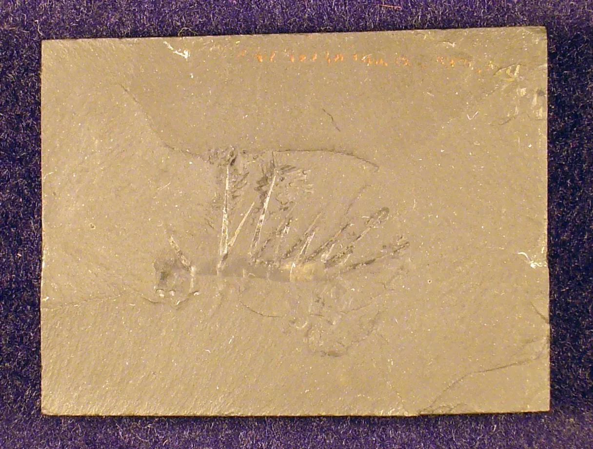 #13 - Hallucigenia: The Fossil Scientists Reconstructed Completely Upside Down (By Michael Brett-Surman, CC0)