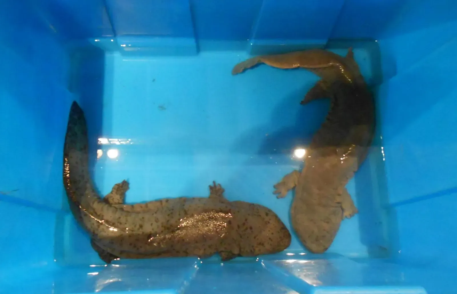 #8 - The World's Largest Amphibian Split Into Multiple Species (By Micromesistius, CC BY-SA 3.0)