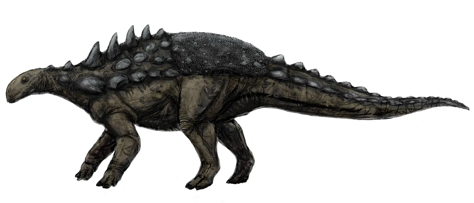 Polacanthus: The Living Spiked Shield of Early Cretaceous Europe (By FunkMonk, hip armour by Franz Nopcsa von Felső-SzilvásFile:Polacanthus skeleton.jpg, CC BY-SA 3.0)