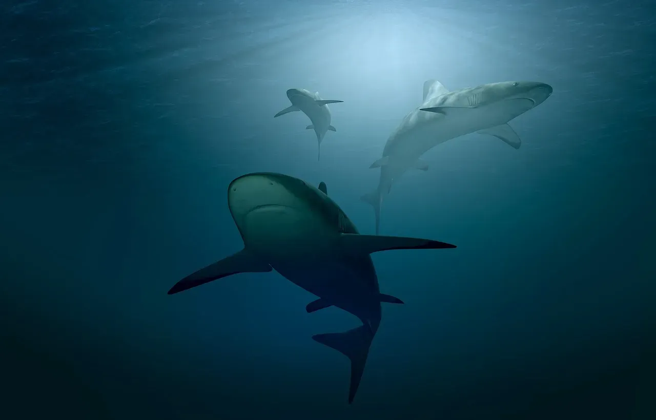 7. The chemical signals sharks send to find mates (Image Credits: Pixabay)