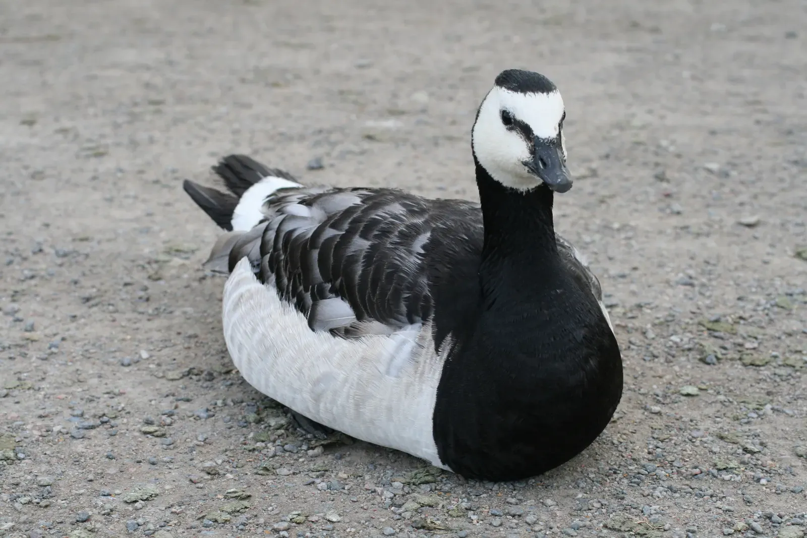 #6 - The Bird That Naturalists Believed Grew From Shellfish (By Korall, CC BY-SA 3.0)