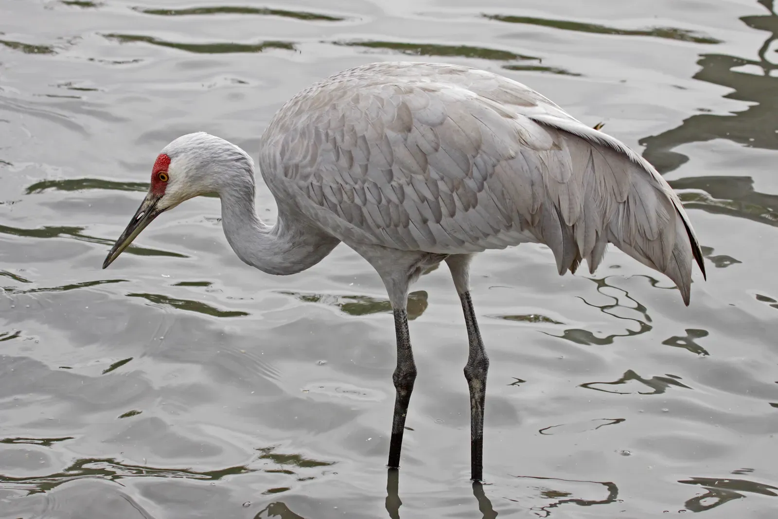 Taurus – The Sandhill Crane (By Judy Gallagher, CC BY 2.0)