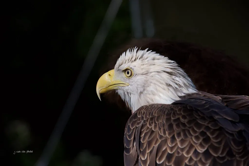 Conclusion: The Animals Have Always Known Us (j van cise photos, Flickr, CC BY 2.0)