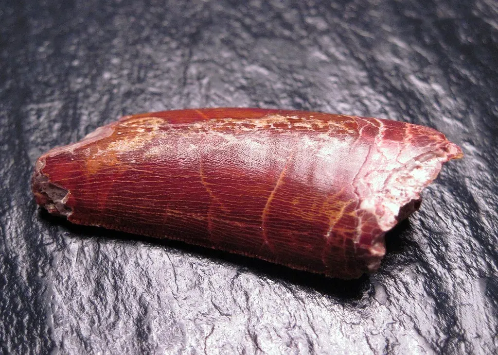 Big names, small bones: why teeth and fragments matter (jtaylor14368, Flickr, CC BY-SA 2.0)