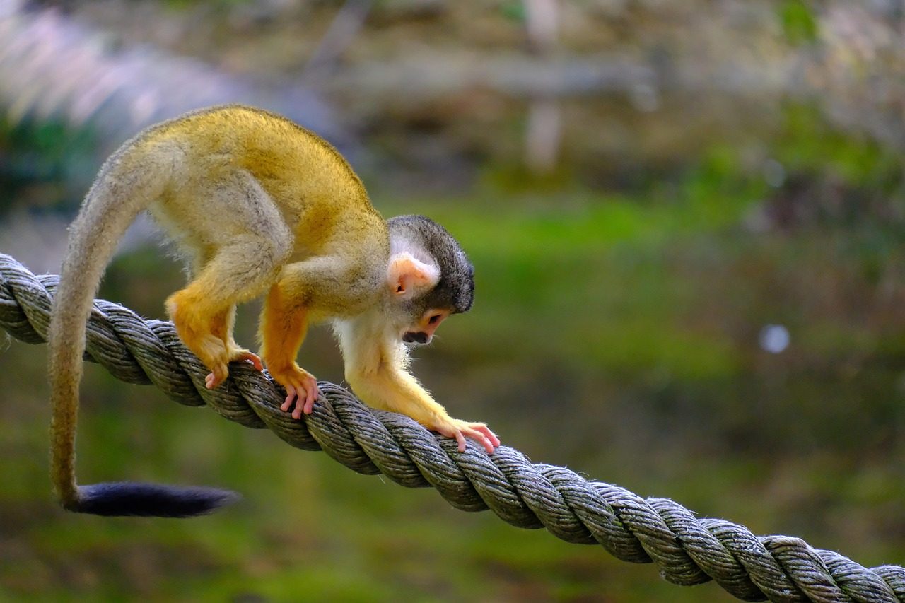 The Monkey: Your Playful and Brilliant Soulmate (Image Credits: Pixabay)