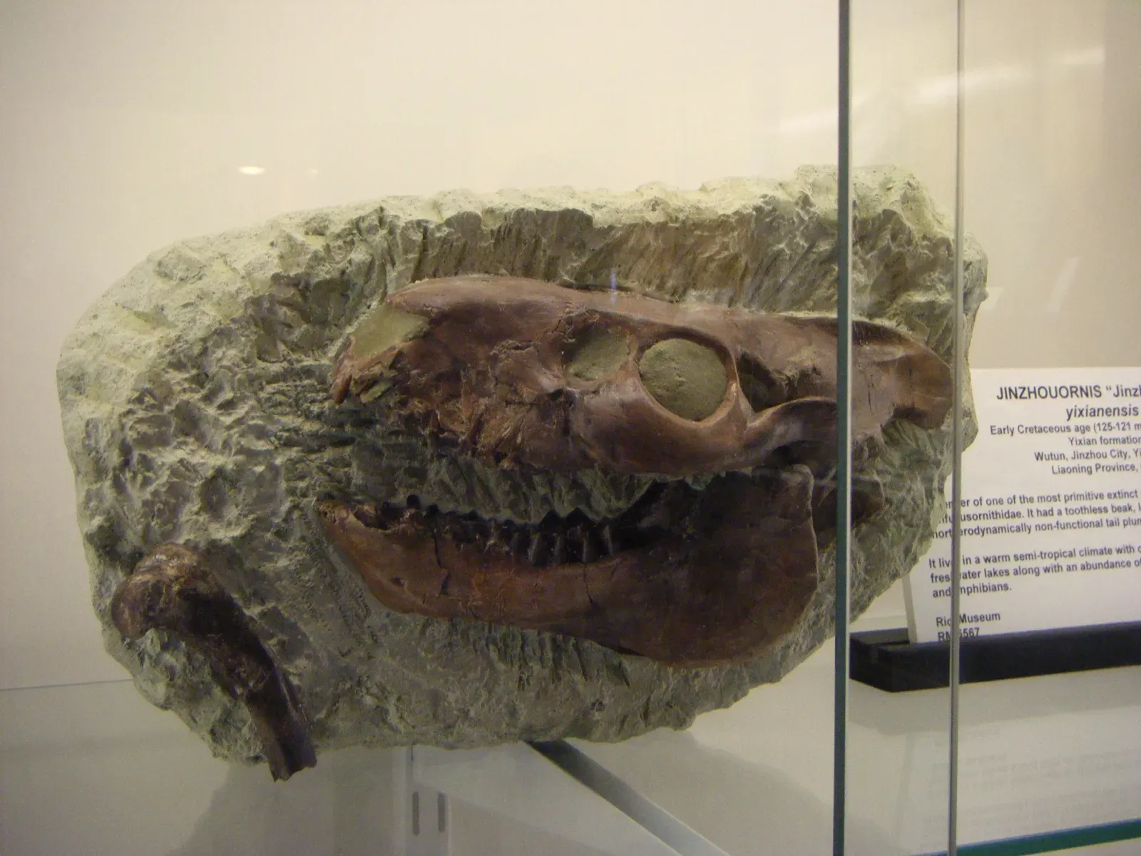 #11 - Every Mammal Lineage Either Died With the Dinosaurs or Thrived Immediately (fossil dino skullUploaded by FunkMonk, CC BY 2.0)