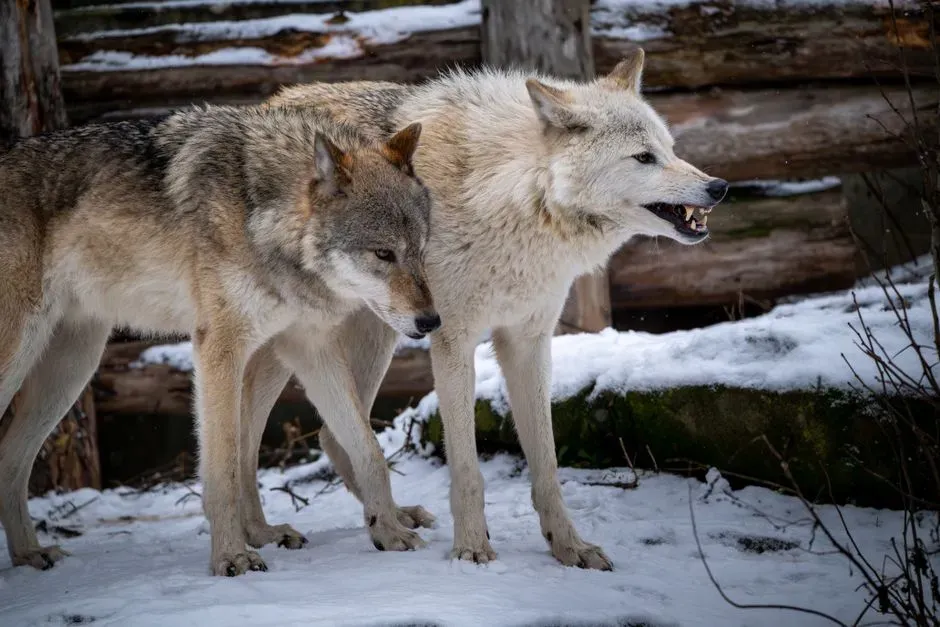 #7 - The "Wolves Fixed Yellowstone" Story Is the Whole Truth (Image Credits: Pexels)