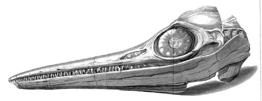 The Astonishing Scale Of Ichthyosaur Eyes (Philosophical Transactions of the Royal Society 1814, Public domain)