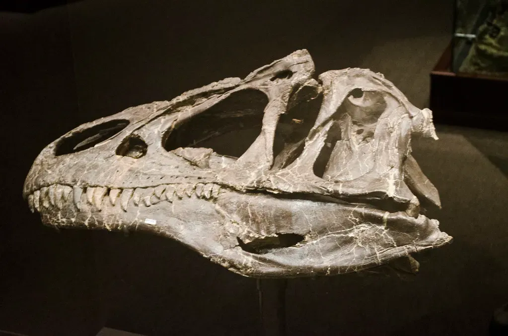 Conclusion: Ancient Bones Tell Modern Stories (Image Credits: Flickr)