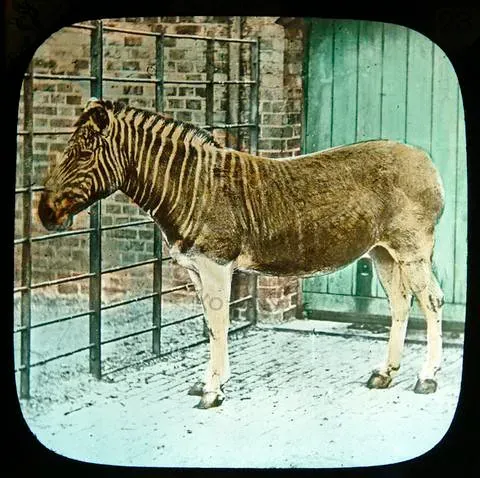 #11 - The Quagga: A "Half-Zebra" Erased for Livestock (literarymind, Flickr, CC BY 2.0)