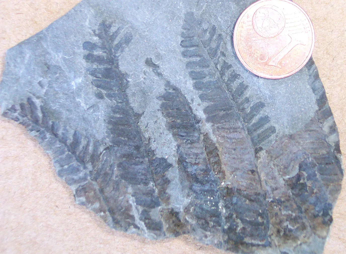 6. The Great Permian Extinction: Catastrophe as a Catalyst (By Gretarsson, CC BY-SA 3.0)