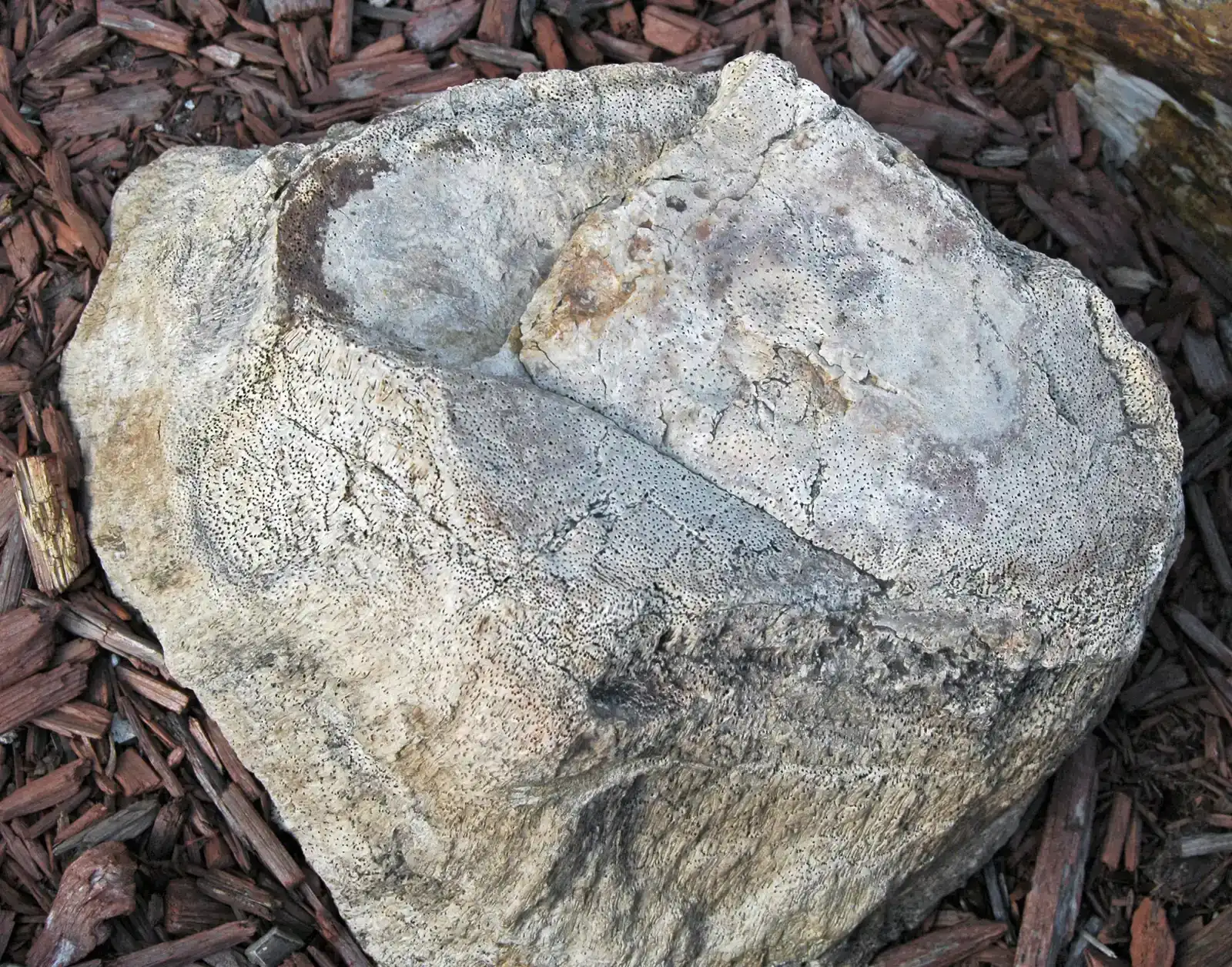 1. Permineralization: Nature's Stone Transformation (Image Credits: Wikimedia)