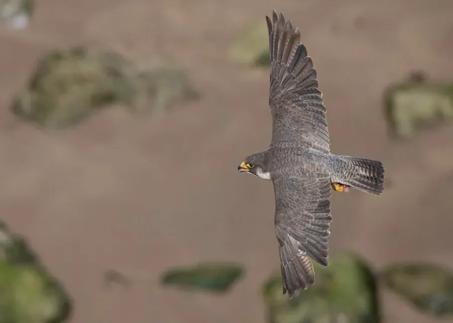 Aries: The Peregrine Falcon – Fast, Fierce, and Fearlessly Forward (Image Credits: Pexels)