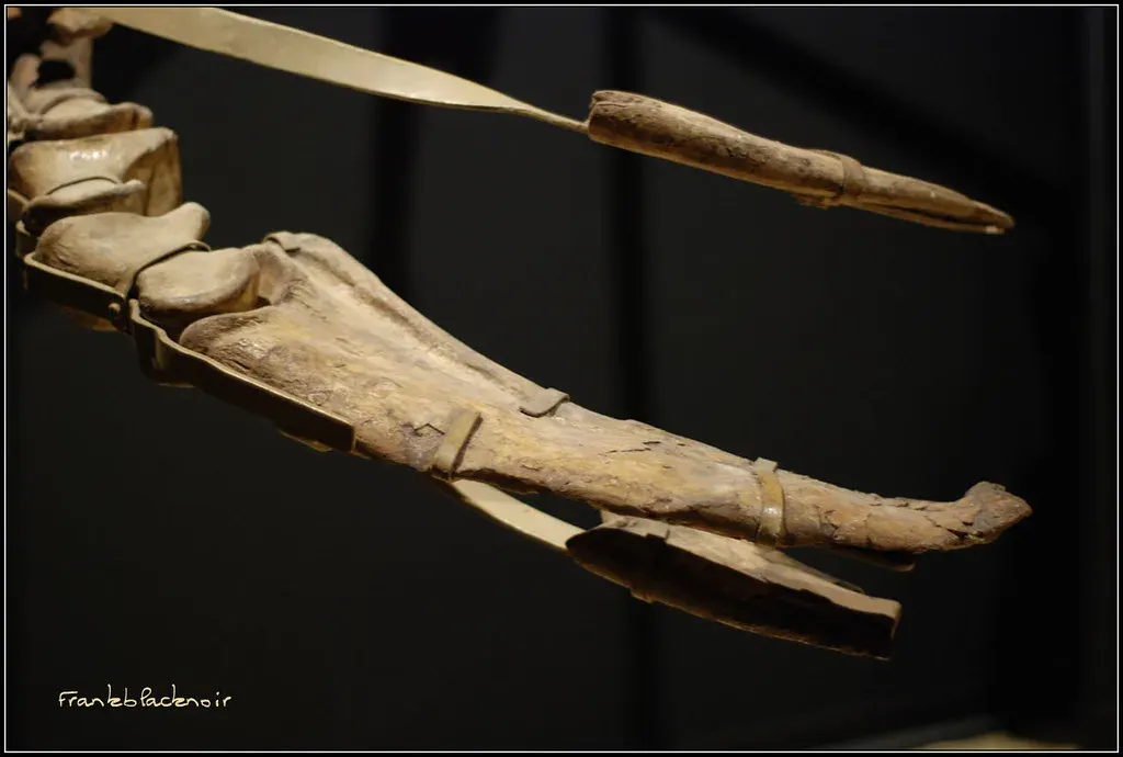 How Therizinosaurus Shattered the “Meat-Eaters vs Plant-Eaters” Stereotype (frankblacknoir, Flickr, CC BY 2.0)