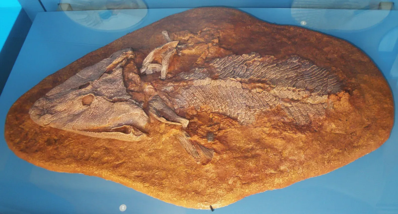 Tiktaalik's Weight-Bearing Fins (Image Credits: Wikimedia)