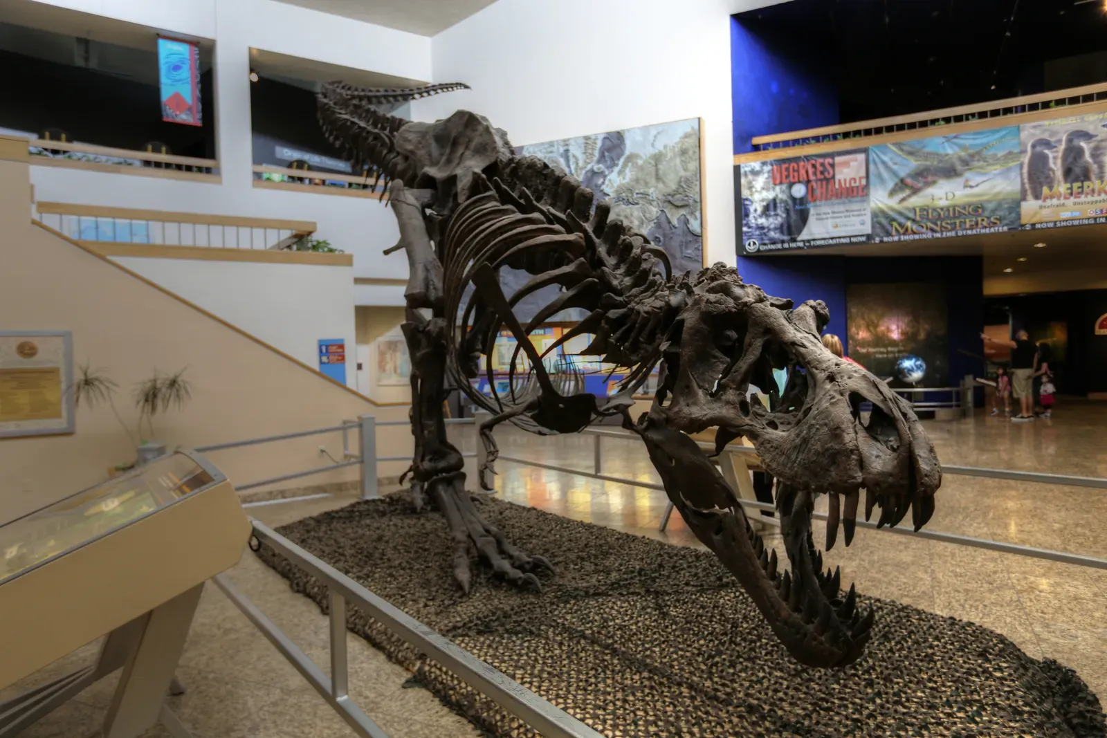 Stan the T. Rex Became the Most Expensive Fossil Ever Sold (Image Credits: Wikimedia)