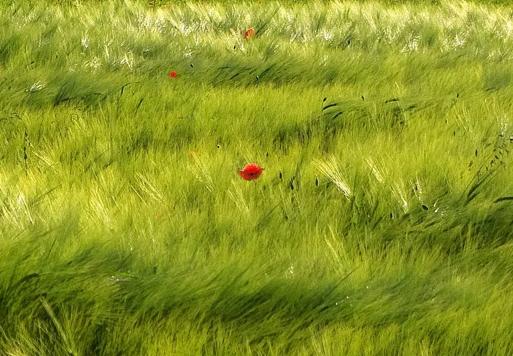 Taurus: Grounded in Green (Image Credits: Flickr)