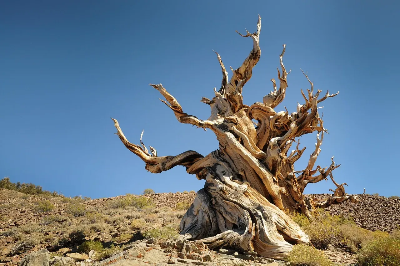 Bristlecone Pine: The Time-Defying Mountain Sentinel (Image Credits: Pixabay)