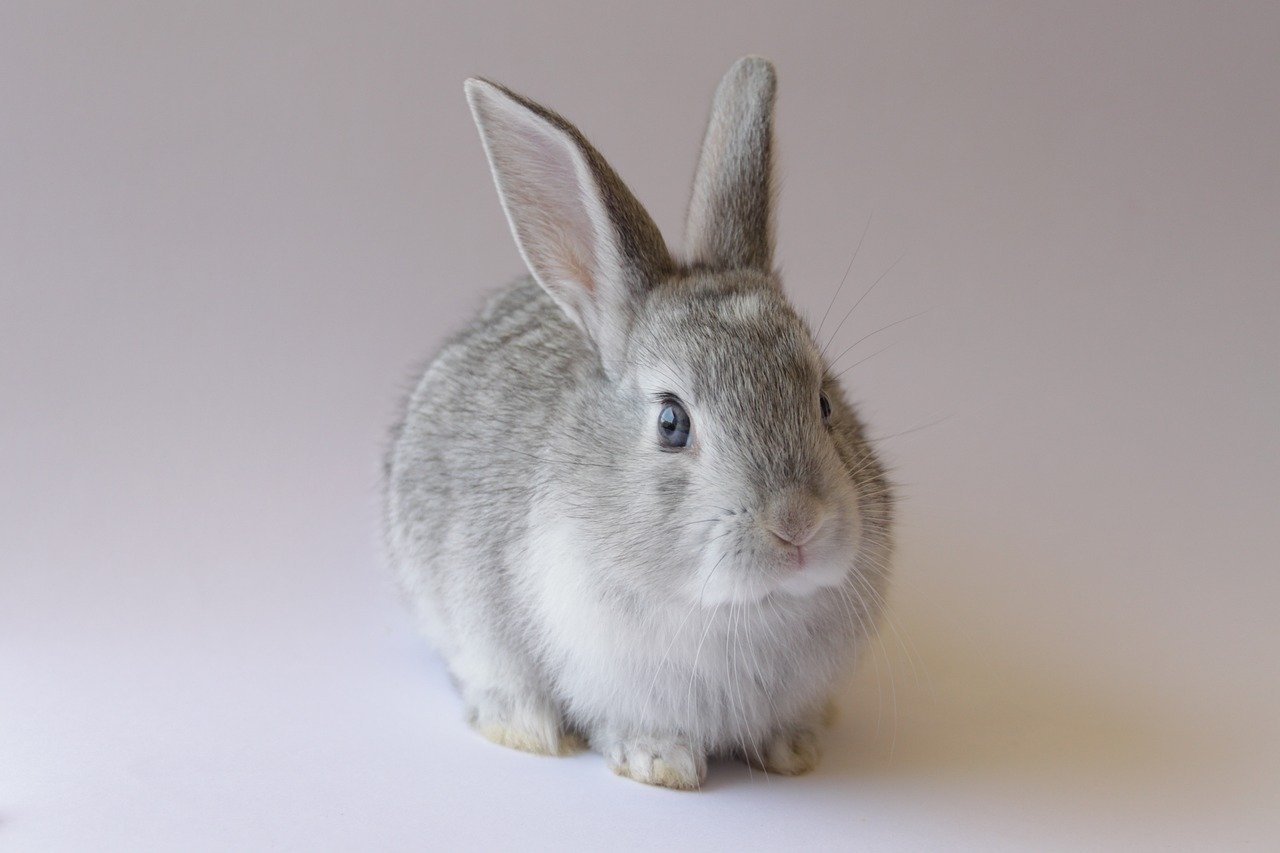 The Rabbit: Your Gentle and Harmonious Love (Image Credits: Pixabay)