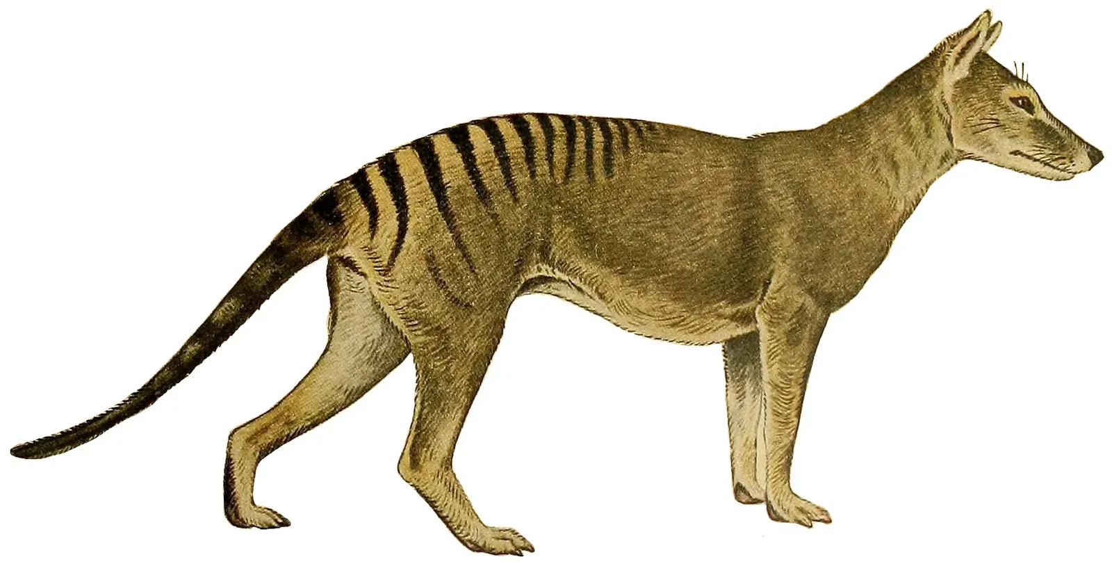 3. The Thylacine (Tasmanian Tiger): Convergent Evolution's Most Stunning Proof (Image Credits: Wikimedia)
