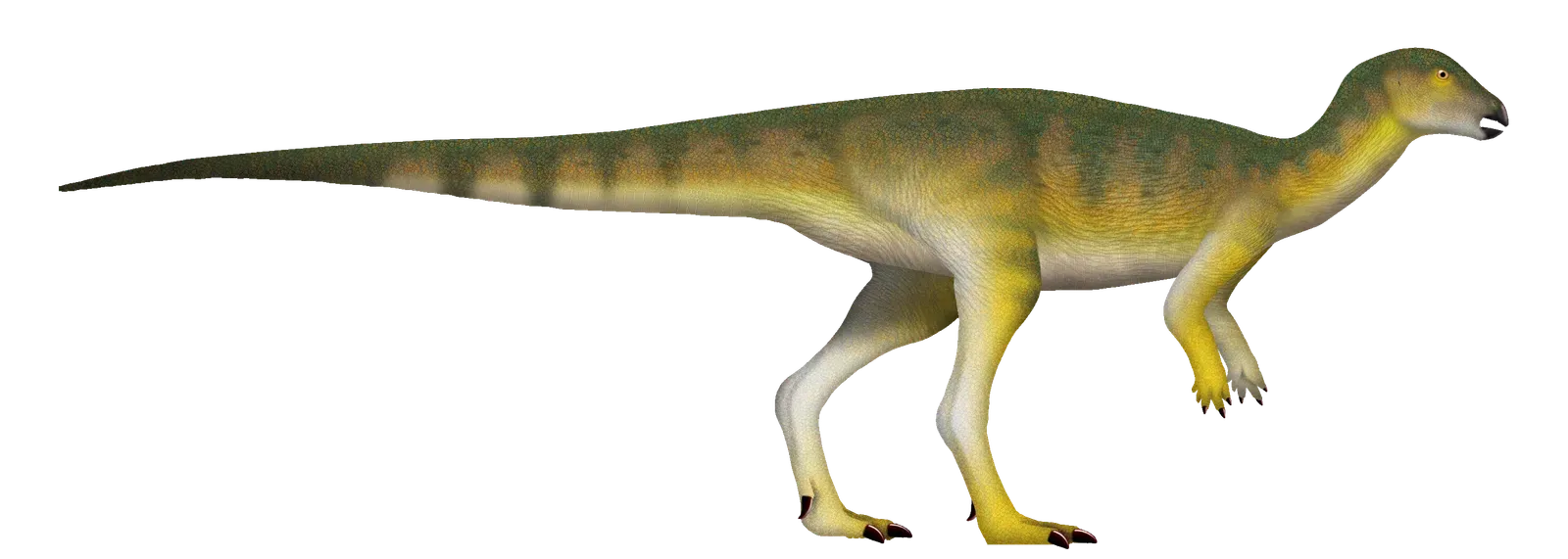 Ampelognathus: The Grapevine Jaw (Image Credits: Wikimedia)