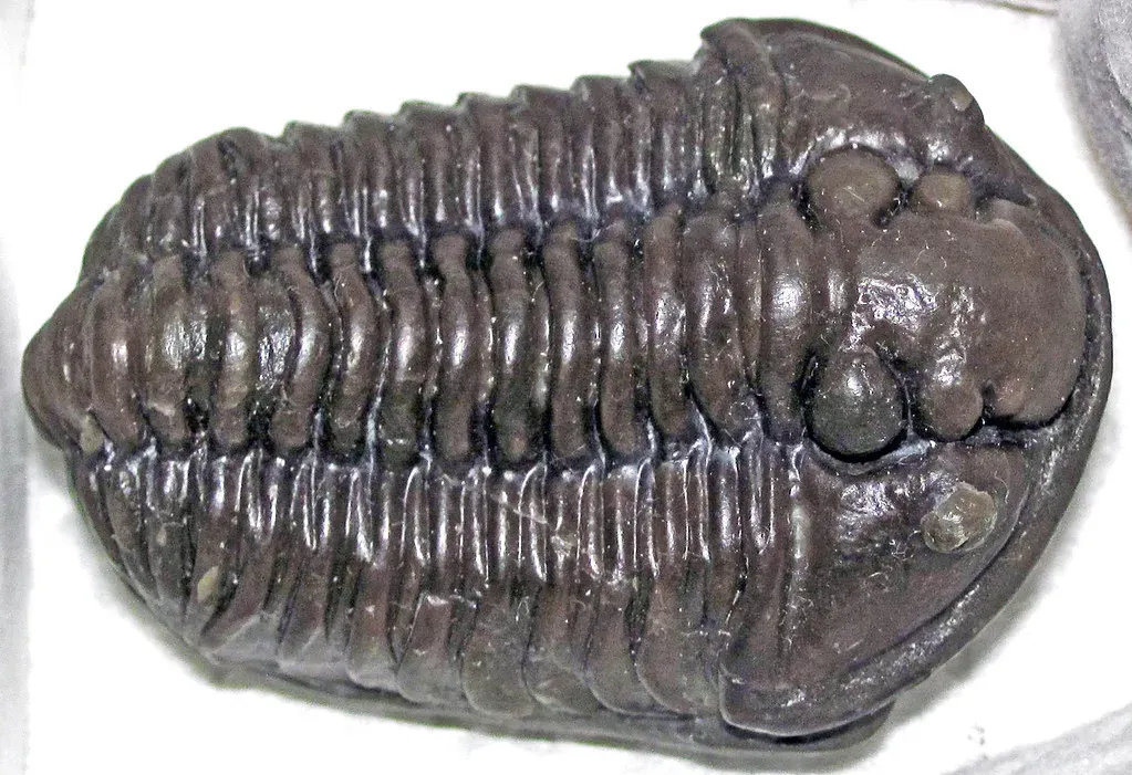 6. Trilobites: The 270-Million-Year Masters of Ancient Oceans (James St. John, Flickr, CC BY 2.0)
