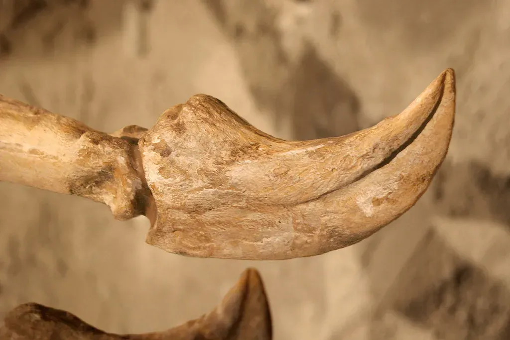5. The Deinocheirus Mystery: Two Giant Arms That Turned Into a Bizarre Duck-Billed Giant (Kabacchi, Flickr, CC BY 2.0)