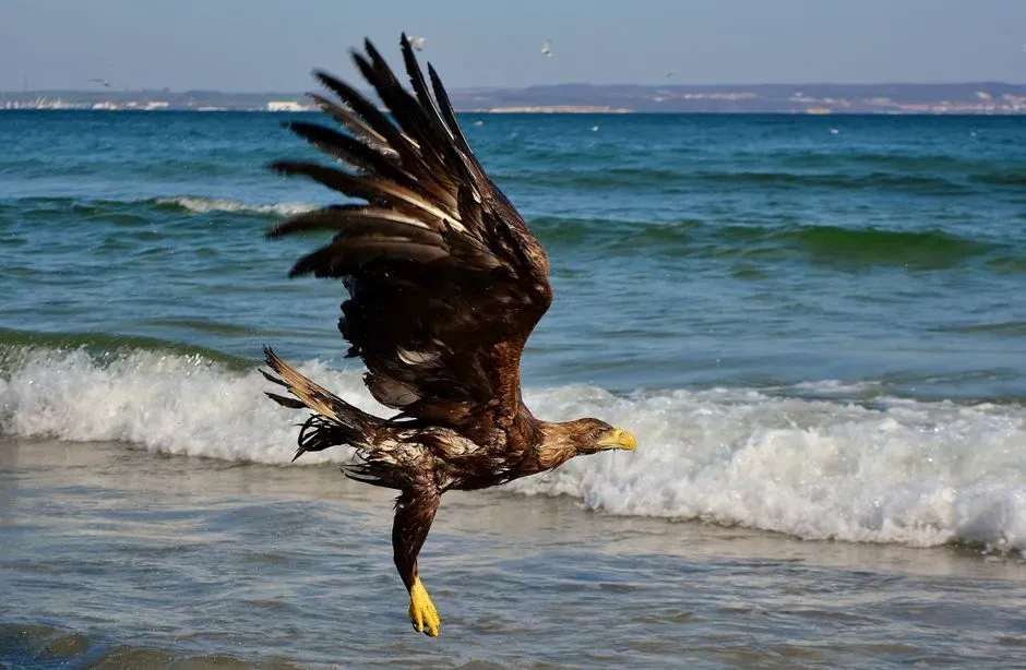 6. Haliaeetus–Like Sea Eagles of the Pleistocene Coasts (Image Credits: Pexels)