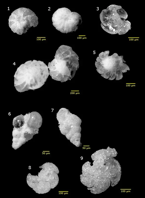 Reading Microfossils Like an Ancient Climate Diary (By ARetzler11, CC BY-SA 3.0)
