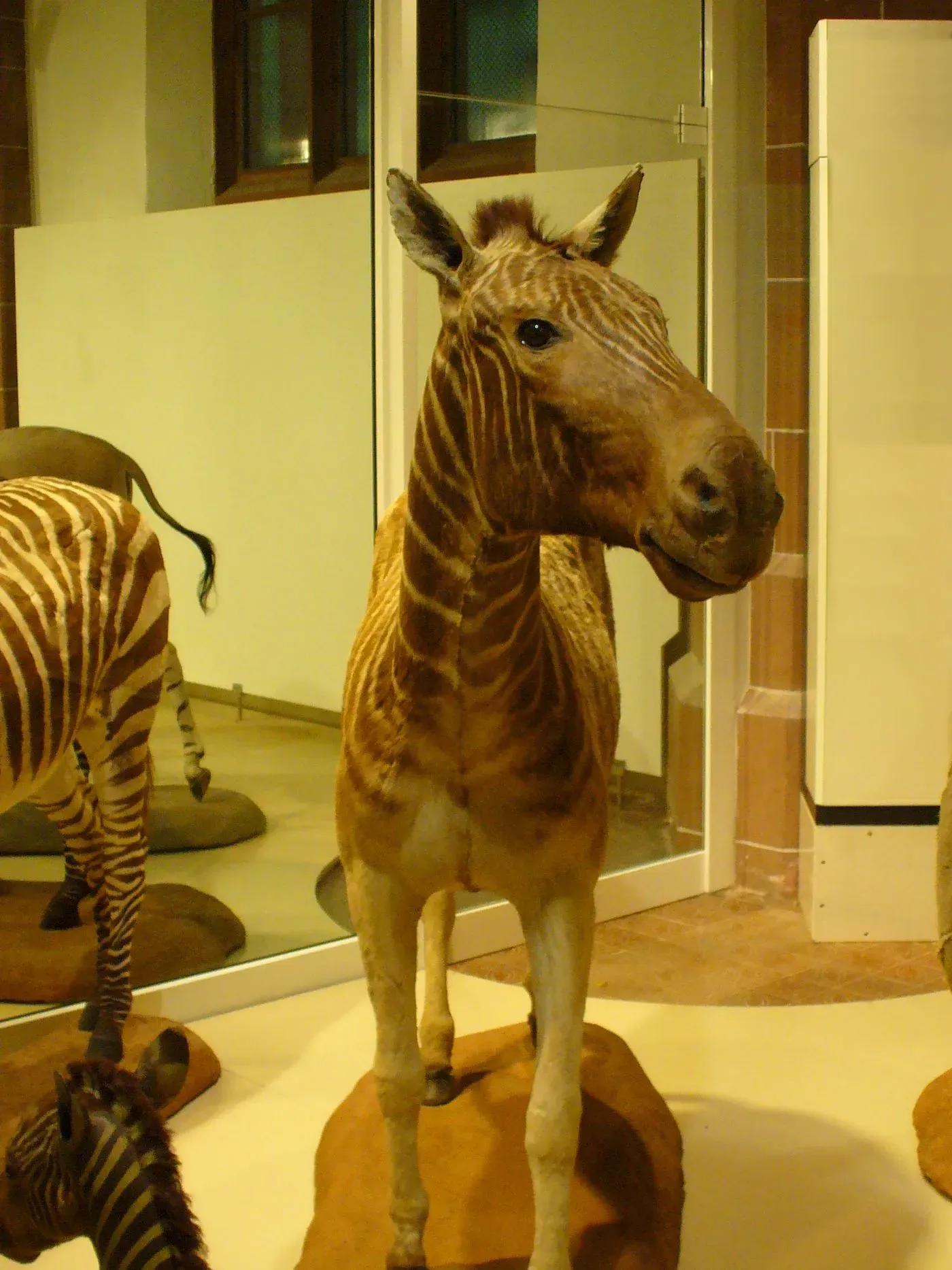 #13 - The Quagga That Was Too Fragile to Keep Under Lights (By Franco Atirador, CC BY-SA 3.0)