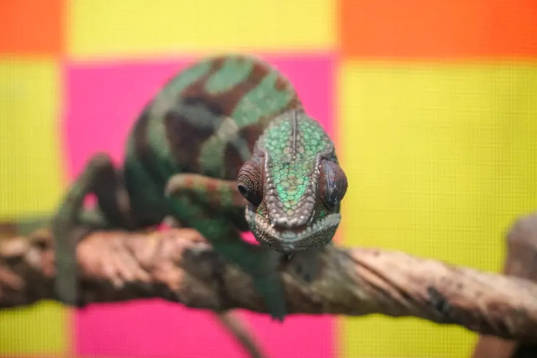 #13 - Chameleons Don't Change Color to "Match" Their Surroundings (Image Credits: Unsplash)