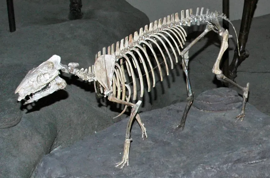 #6 - The Little Horse With an Identity Crisis (Hyracotherium vasacciense (fossil horse) (Huerfano Formation, Lower Eocene; Huerfano Basin, Colorado, USA) 2, CC BY 2.0)
