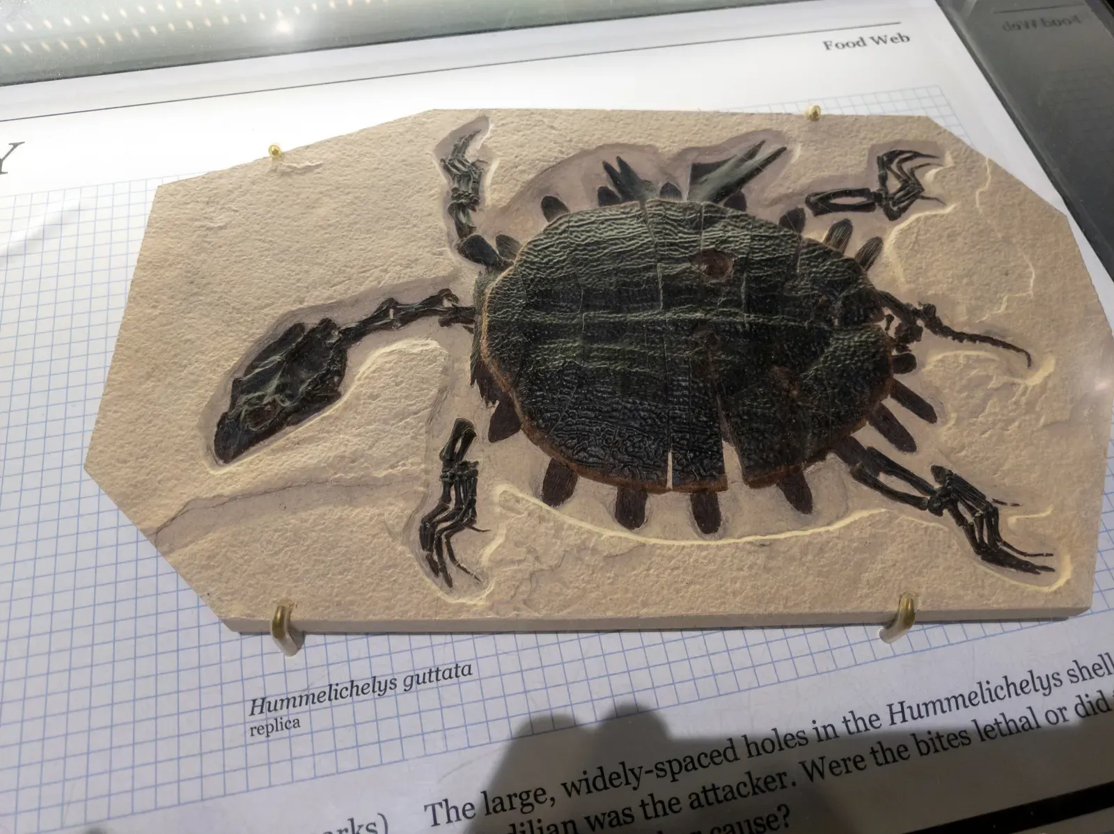 When Fossils Reveal the Unexpected: Ecosystems Frozen in Time (By Matthew Dillon, CC BY 2.0)