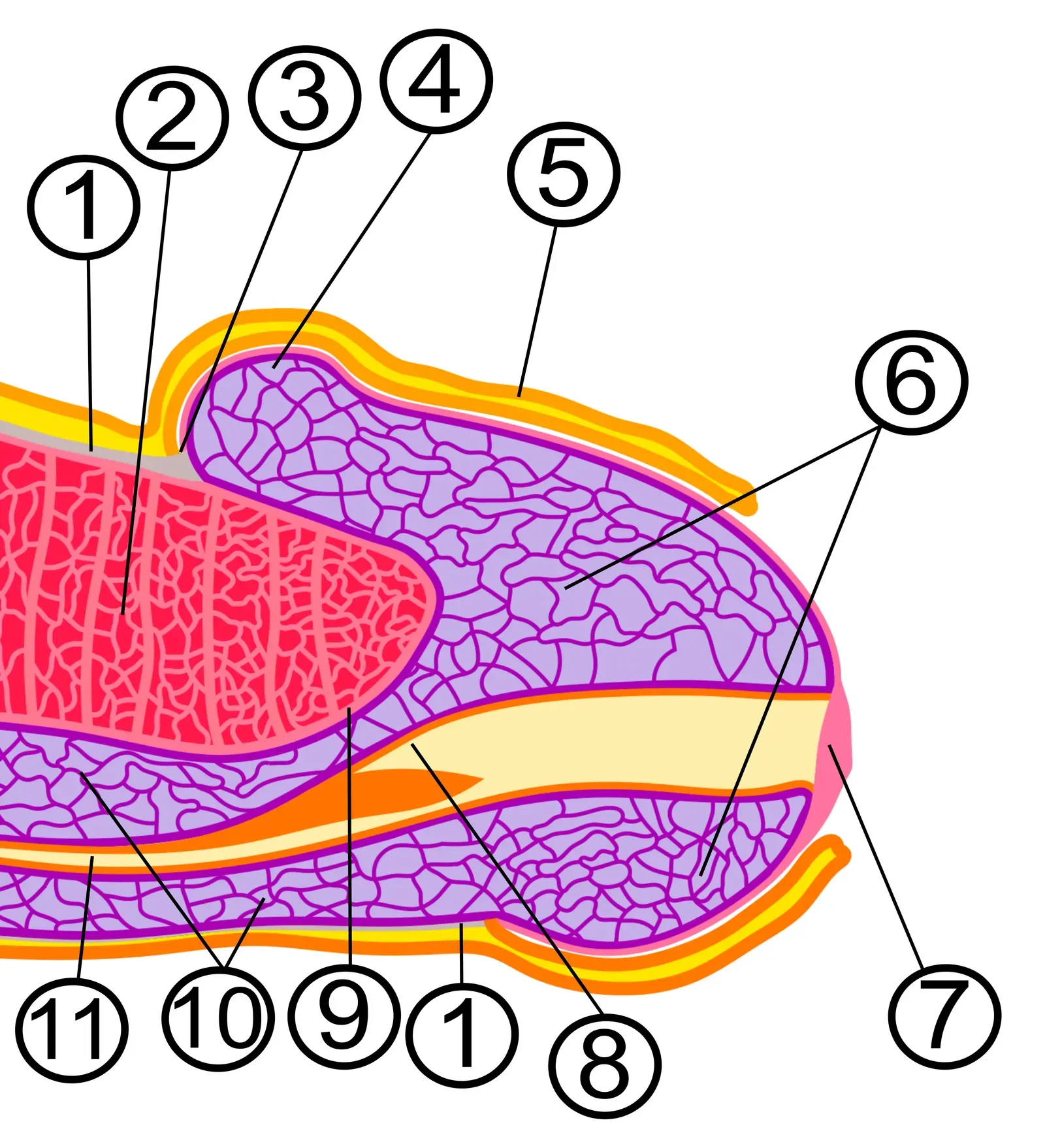 #9 - The Foreskin (By Dickinson, Robert L.; drawing, adaptation and modification by Avereanu, Public domain)