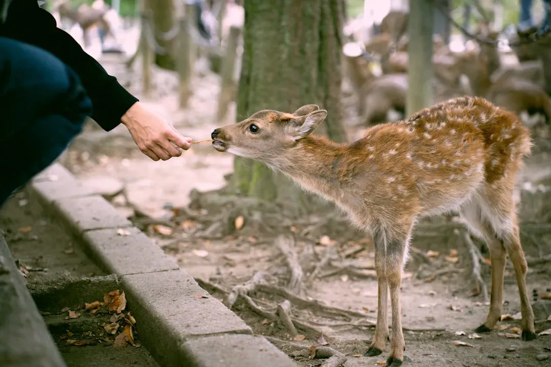 5. You Imagine a Shared Mind Between Humans and Animals (Image Credits: Unsplash)