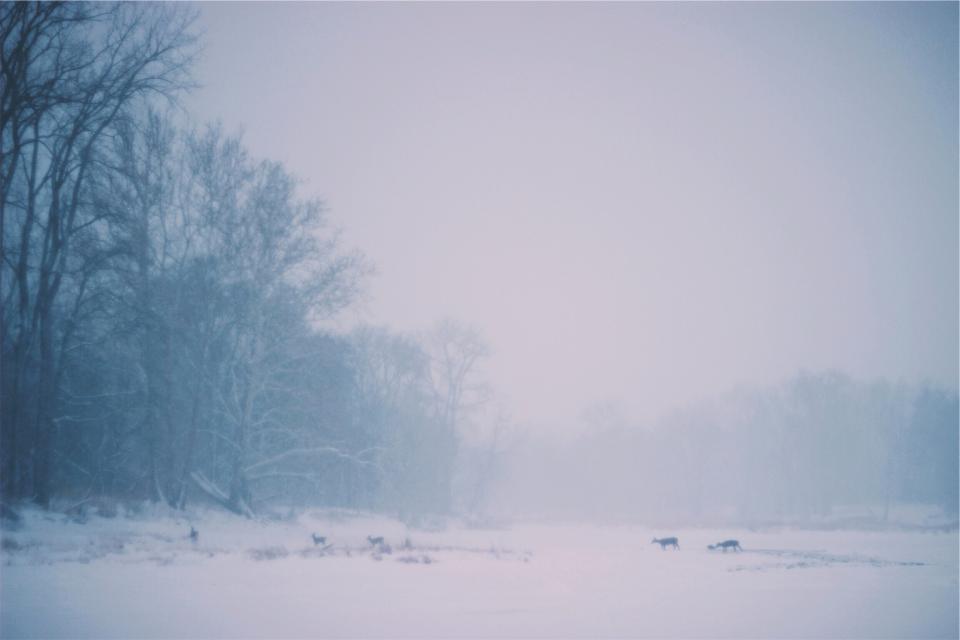 Capricorn: The Relentless Blizzard (Image Credits: Stocksnap)