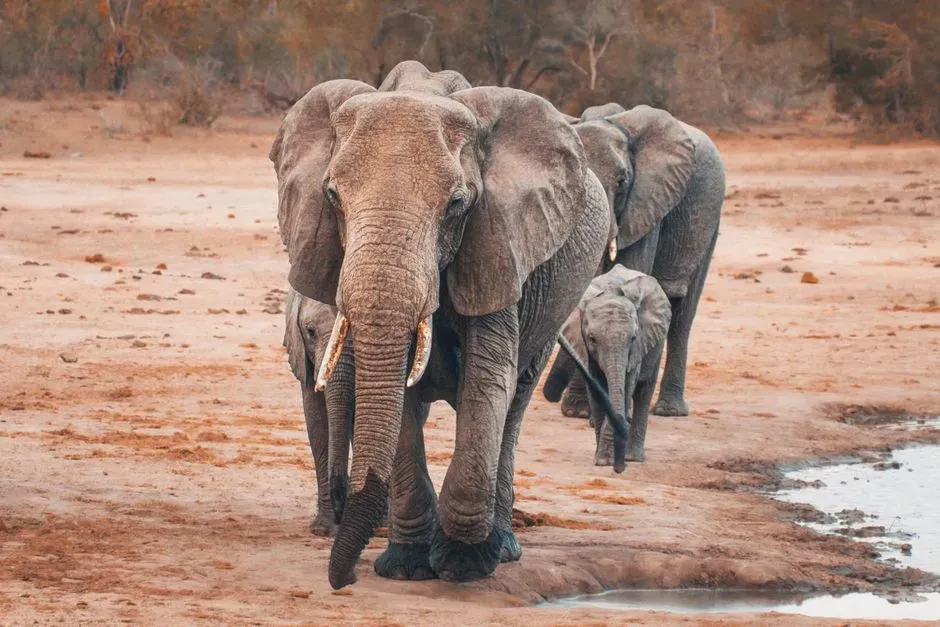 #9 - Whether Trauma From Poaching Gets Passed Down Like a Warning (Image Credits: Pexels)