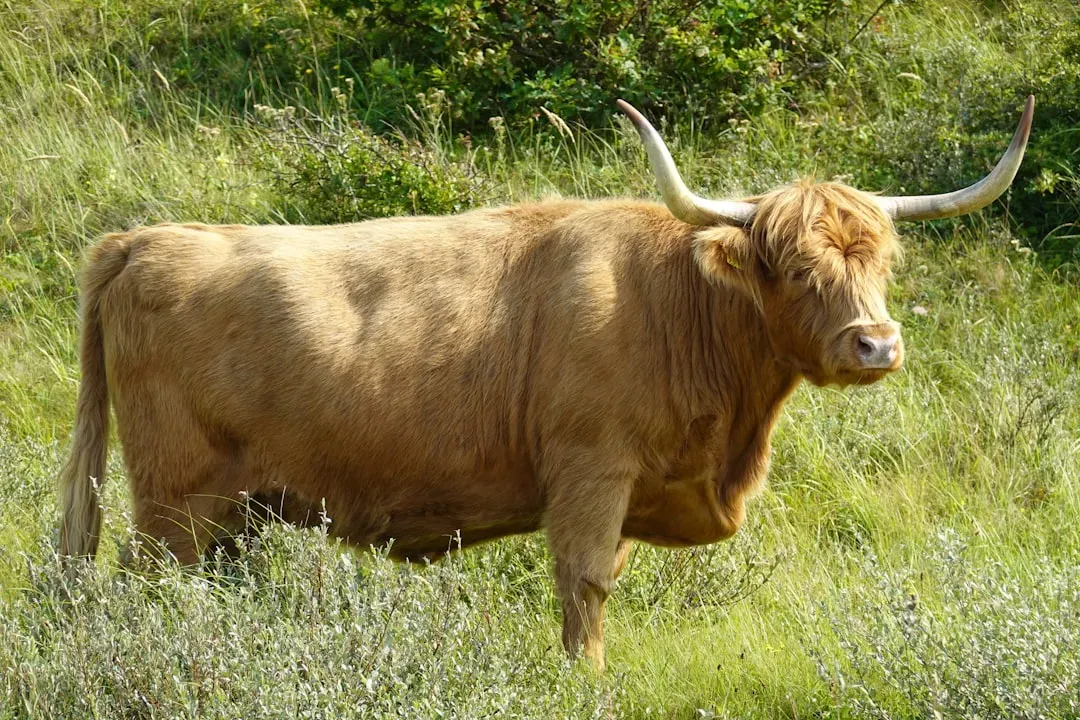 Taurus: The Ancient Bull (Image Credits: Unsplash)