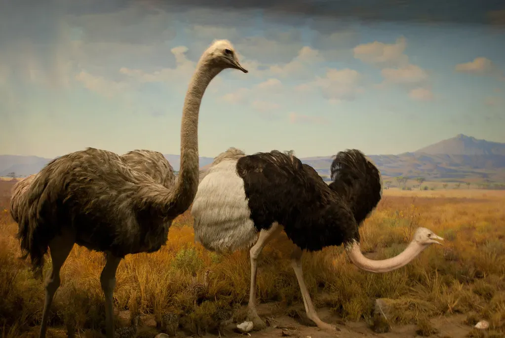 Dinosaurs Are Not Entirely Gone (shri_ram_r, Flickr, CC BY 2.0)