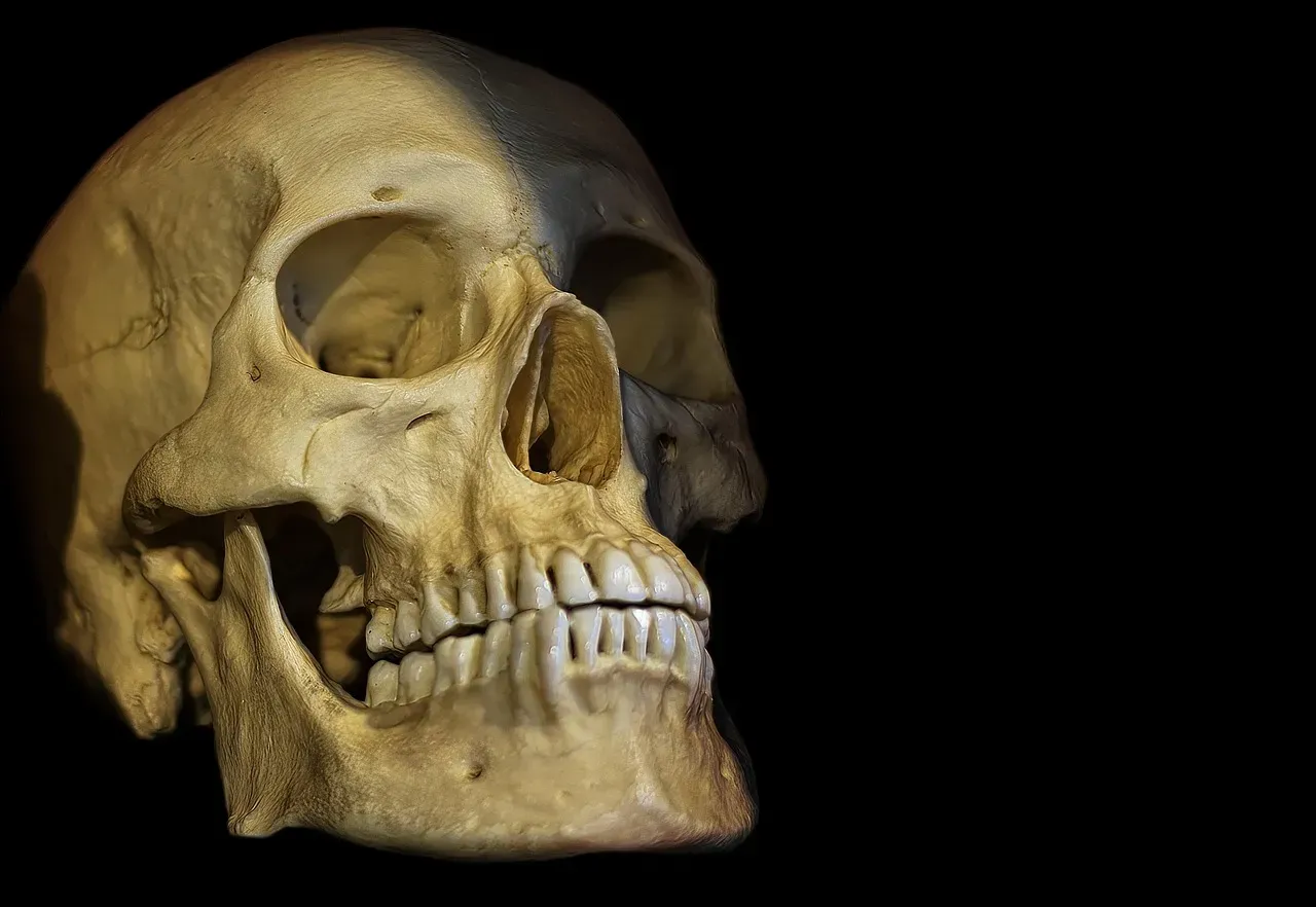 #8 - The Skull-Only Statistic (Image Credits: Pixabay)