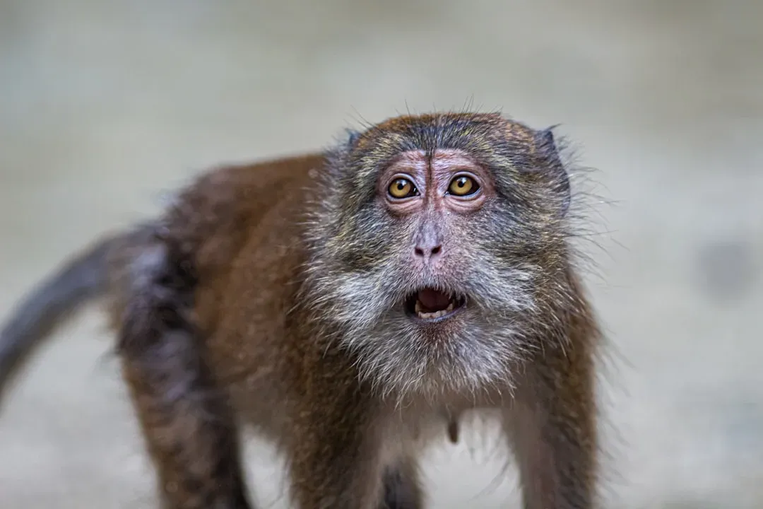 Gemini – The Chattering Monkey (Image Credits: Unsplash)