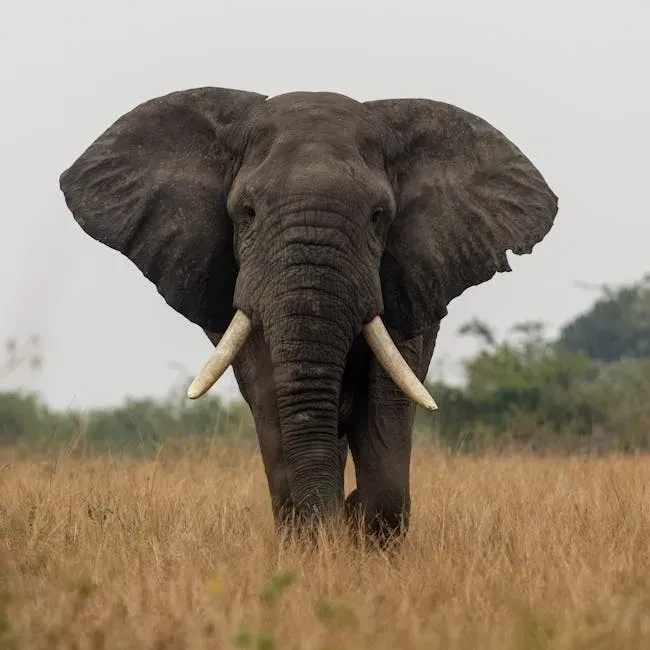 Why Land Mammals Have Size Limits (Image Credits: Pexels)