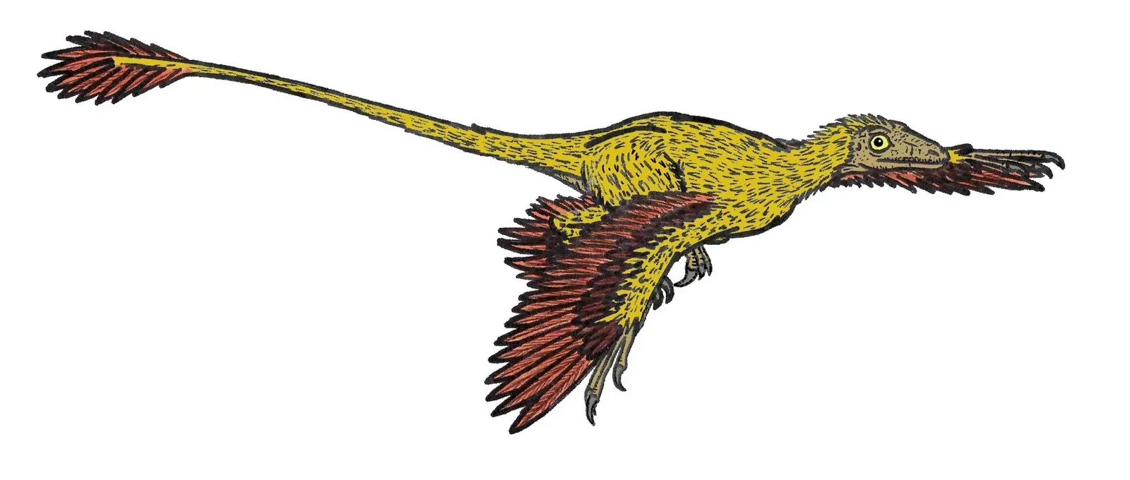 8. Microraptor: The Four‑Winged Shadow in the Trees (By Conty, Public domain)