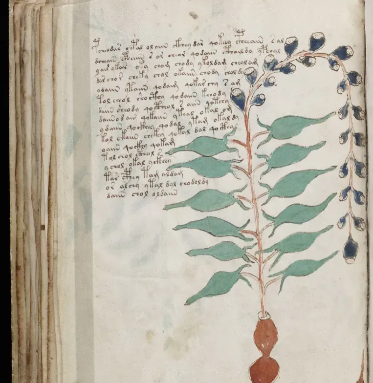 #12 - The Voynich Manuscript: A Book From Nowhere (Image Credits: Flickr)
