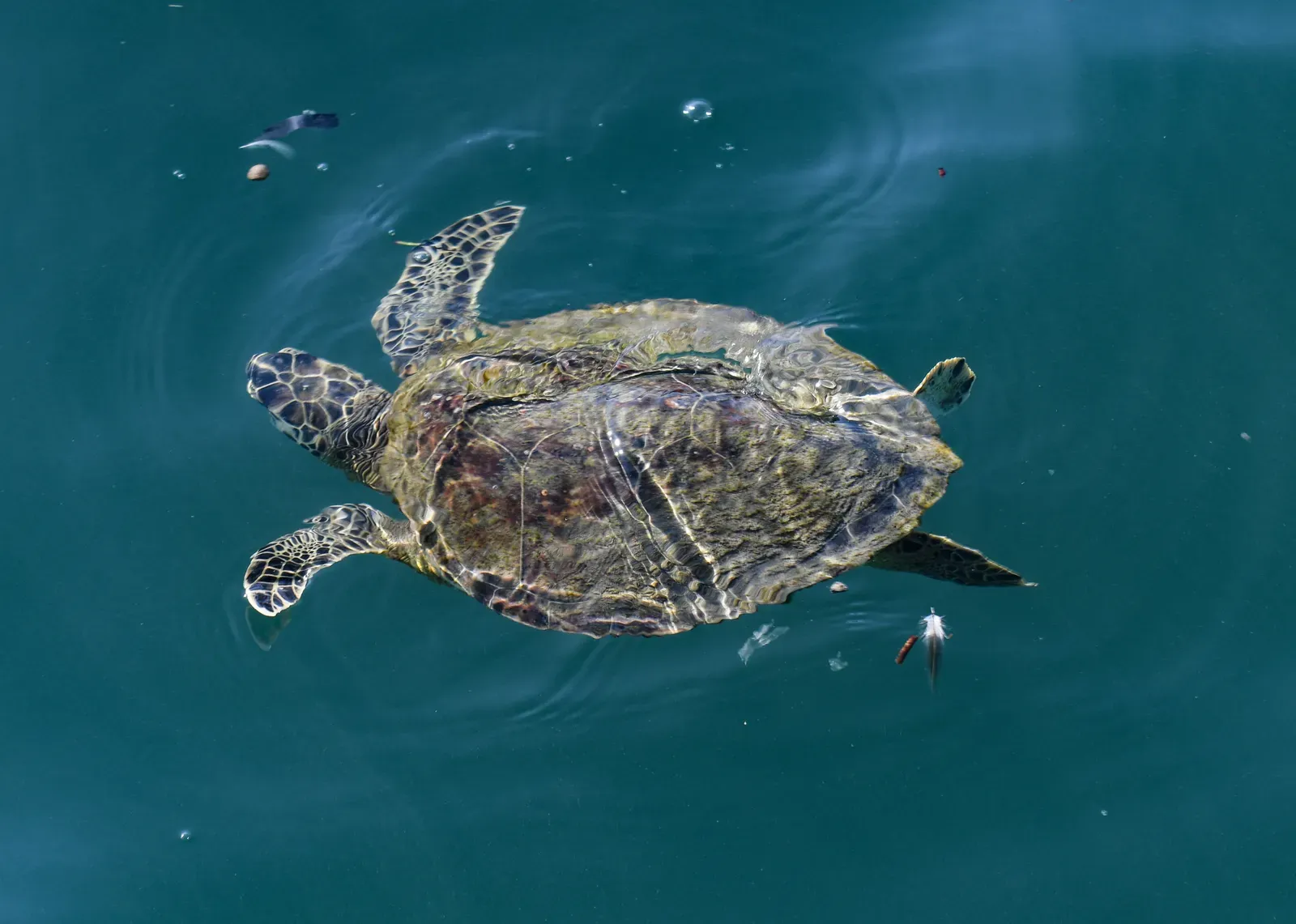 Taurus – The Green Sea Turtle: Steady, Grounded Drifter (By Sirkfish, CC BY-SA 4.0)