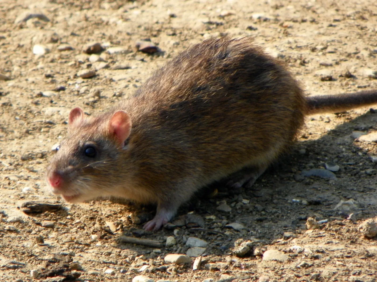 Rat: From Quiet Strain To Smart Momentum (Brown Rat (Rattus norvegicus)Uploaded by Snowmanradio, CC BY-SA 2.0)