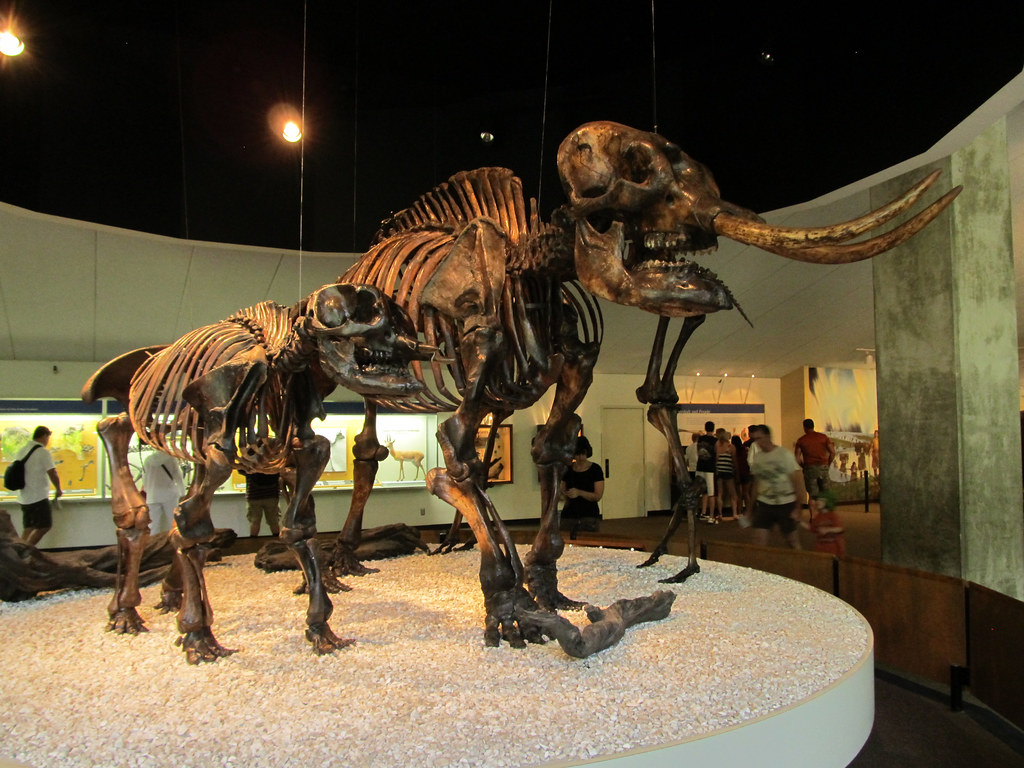 Remarkable Mastodon Discoveries Across Louisiana (Image Credits: Flickr)