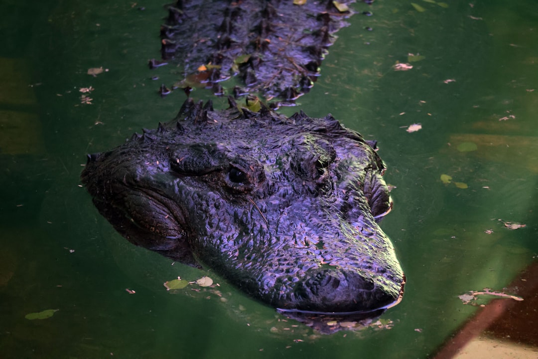 Tool use isn't as advanced as you might think (Image Credits: Unsplash)