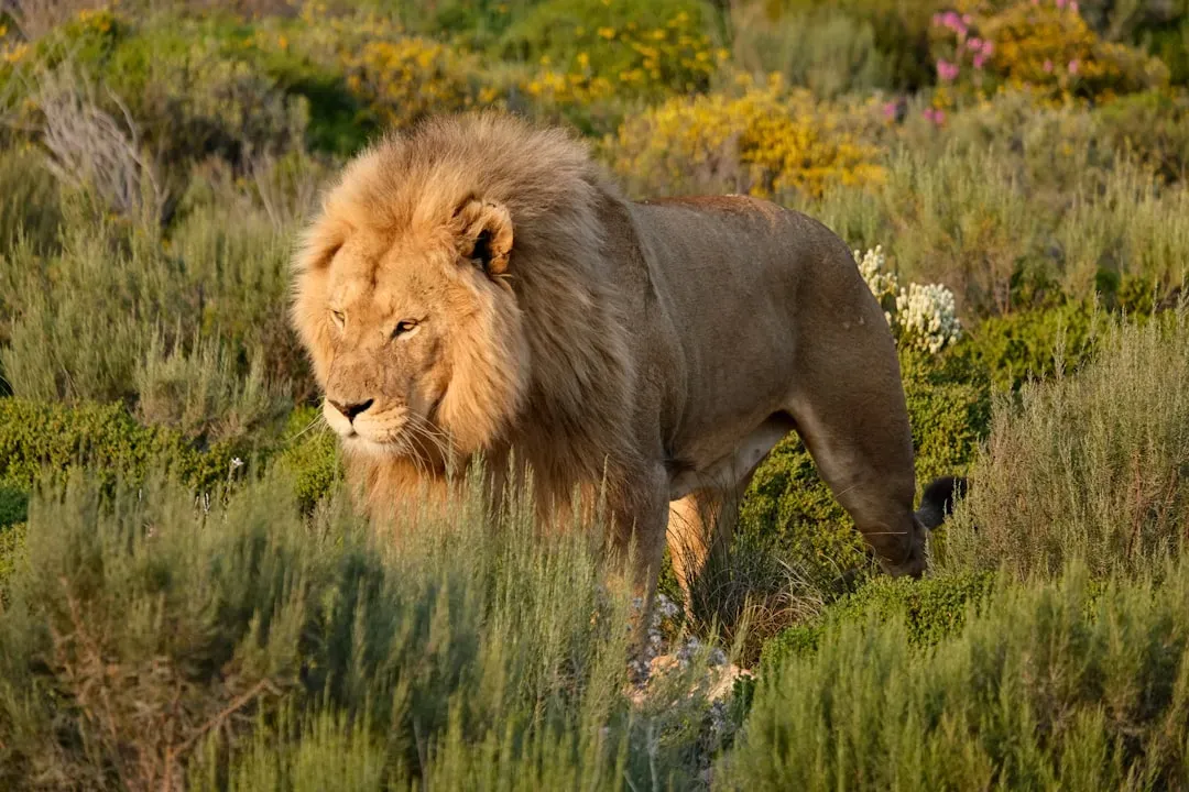 Leo: The Lion (Image Credits: Unsplash)